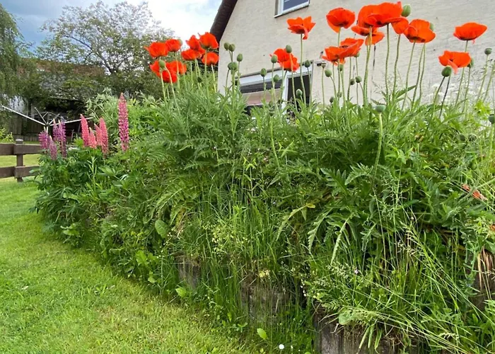 Muesen, Nah An Der Apartmán